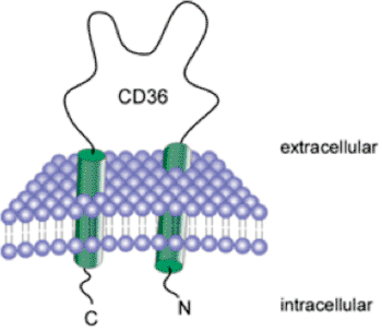 Image: Predicted topology of CD36 in the plasma membrane (Photo courtesy of Wikimedia Commons).